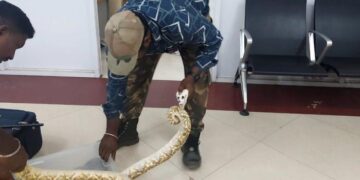 Airport in Chennai: passenger found carrying 22 snakes and a chameleon