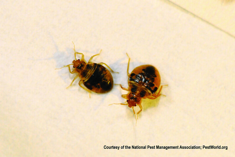 Airport Gates in Hawaii's Honolulu Closed Amid BedBug Infestation