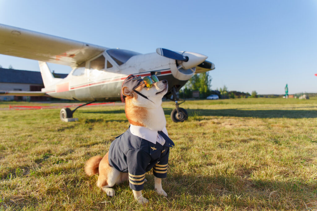 Pet Travel Policy in Aviation