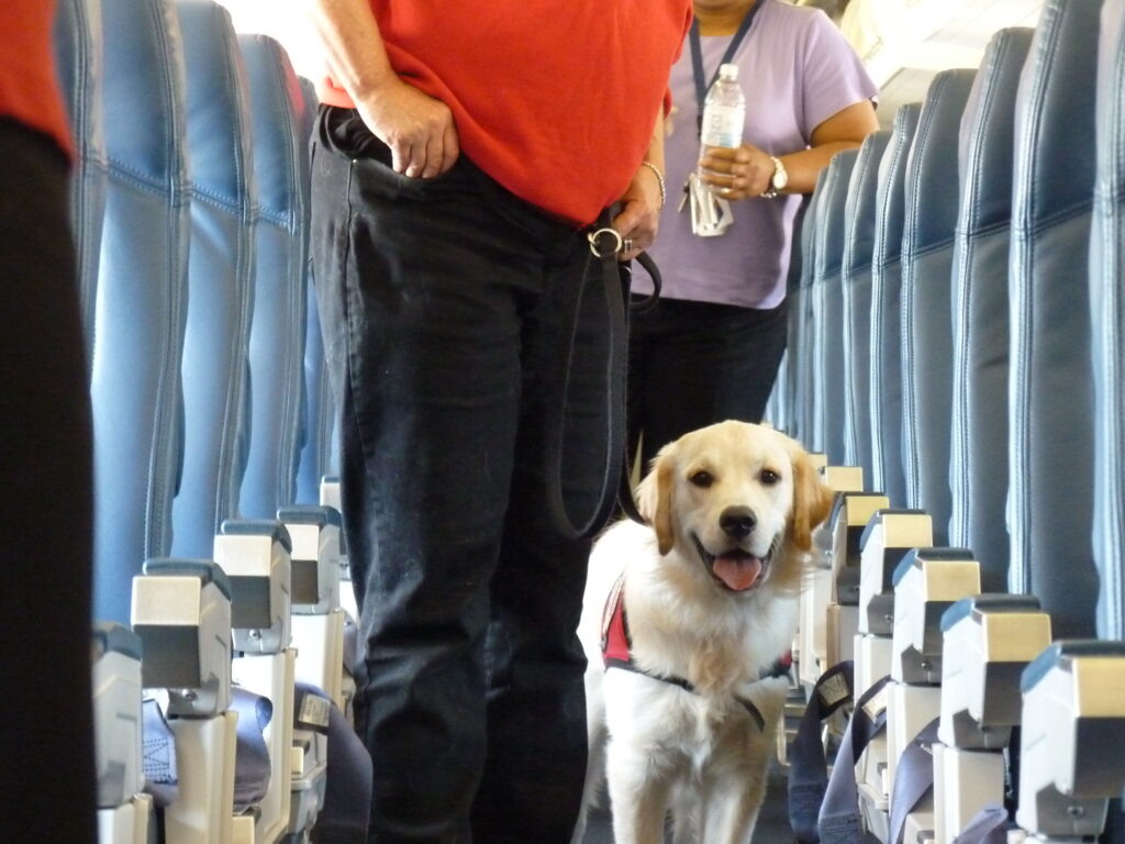 American Airlines is updating its pet policy to allow passengers to bring their pet and a full-size carry-on bag into the cabin.