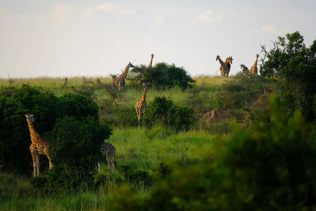 Giraffes Grazing Grass Field Covered with Greenery in Kibanda Region of Uganda