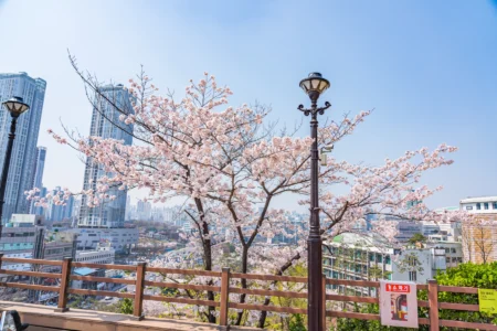 This is One of Asia’s Best Country for Cherry Blossom