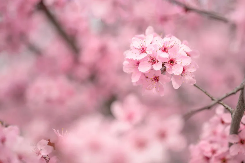 Shanghai Cherry Blossoms