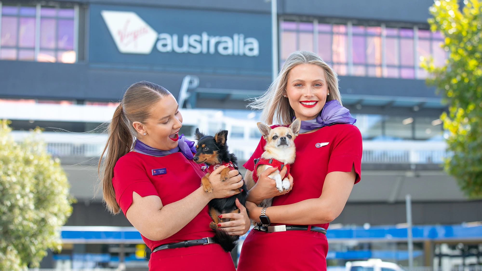 Virgin Australia introduziu animais de estimação em voos de cabine de Adelaide